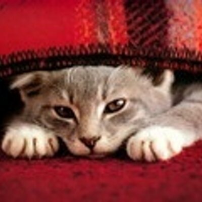 onevcat's profile picture