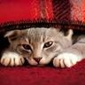 onevcat 的头像