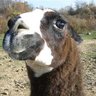 Mr Llama 的头像