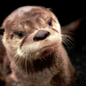 Gern's profile picture