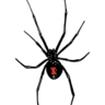 tokyo@spidersnet's profile picture