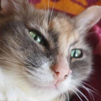 ふぐり日記's profile picture