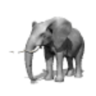 Elephino's profile picture