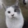 かっぱちゃん's profile picture