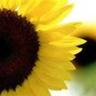 Profilbild von sunflowerNC