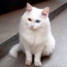 軟喵喵's profile picture