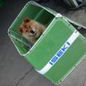 Profilbild von イワシカタクチ