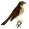 ✙ 🇺🇦 Nightingale ✙ 🇺🇦's profile picture