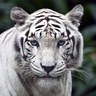 Ratnakar_Patil profil fotoğrafı