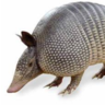 D. M. Candiru's profile picture