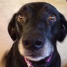 Profilbild von animallover