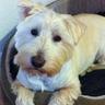 Teddy Girl's profile picture
