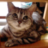 Profilbild von tacicoma