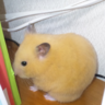 Profilbild von えむあい