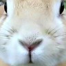 もふもふ 的头像