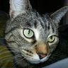 Skol's profile picture