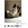 ねこねここねこ 的头像