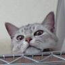 MNN編集長（マンハッタンブリッヂでズンタッタ） profil fotoğrafı