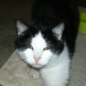 Profilbild von Sté Fanou