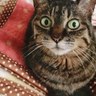 Profilbild von piyomegu