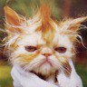 Em Ra Vaari's profile picture