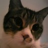 Profilbild von ゆうりん