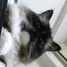 テルルルルル's profile picture