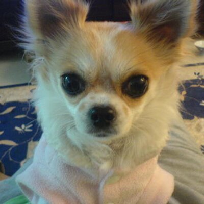 chee828's profile picture