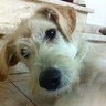 יעל Yael ياعيل profil fotoğrafı