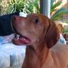CH Rendor Dog's profile picture