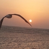 ابوعلي's profile picture