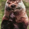 Zeb's profile picture
