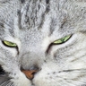 Profilbild von äžå³¶ããã