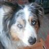 Profilbild von Commonsense Dog