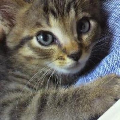 ぴーちゃん305【招き猫販売中】's profile picture