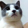 ãã¶ðŠ«'s profile picture