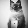 mimi alrasheed's profile picture