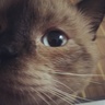 ladyDali's profile picture