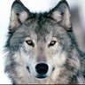 Фото профиля WhiteFang030