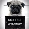 Фото профиля Igor