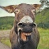 u_a*v*'s profile picture
