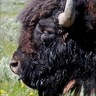 Фото профиля tatanka