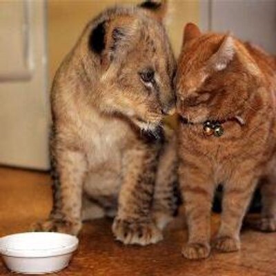 ヨッシーマナブ's profile picture