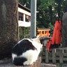 にゃーたにゃにゃん 的头像