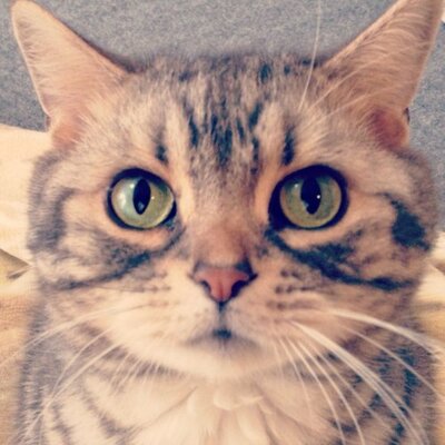 きなごむ's profile picture
