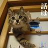 Profilbild von にゃんこ先生にゃんこ大回転