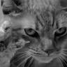 Gato Loser 的头像