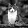 Irene Montoro Calvo's profile picture