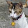 walkthedog's profile picture