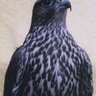 星渊 profil fotoğrafı